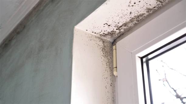Best Certified Mold Removal  in Brilliant, AL