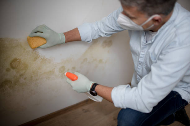 Best Professional Mold Removal  in Brilliant, AL