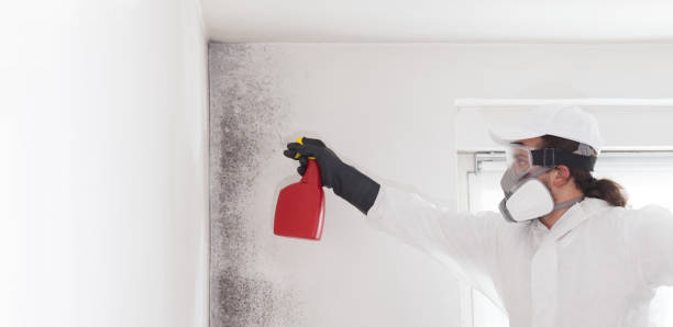 Best Emergency Mold Removal  in Brilliant, AL