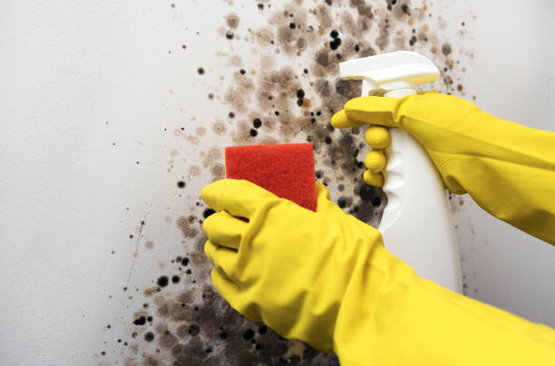 Best Toxic Mold Removal  in Brilliant, AL