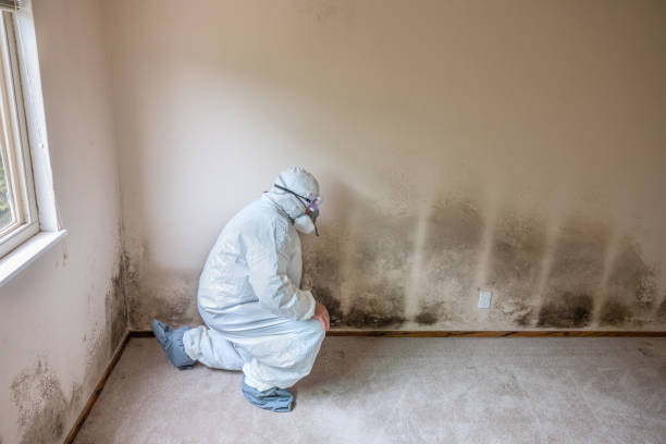 Best Mold Remediation  in Brilliant, AL